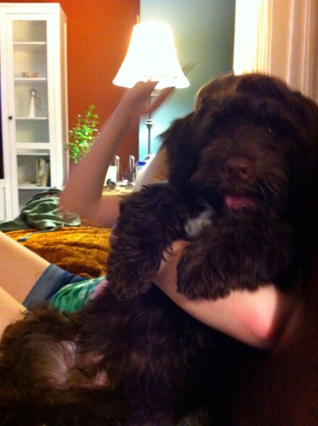 My parent's new puppy Brooklynn