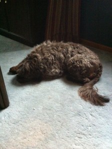 My parent's dog, Brooklynn